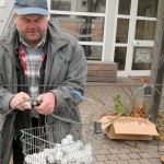 Lichterketten-Montage in Crumstadt Crumstädter Weihnachtsbeleuchtung: Vollendet wurde in diesem Jahr der Austausch der Glühlampen gegen die sparsameren LED-Leuchten.